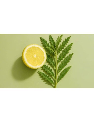 HAAN SPRAY CITRONELA